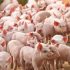Disease prevention remains priority for pig producers