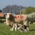 Sheep sector hits back over minister’s ‘wrong’ no-deal Brexit comments