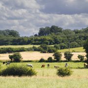 Changing land use offers opportunities for farmers