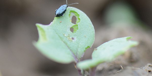 Watch out for flea beetle pressure as spring beckons