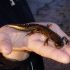 Landowners earn money from building ponds for newts