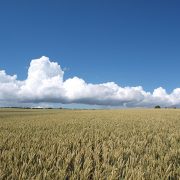 New hybrid wheat varieties set to benefit growers