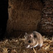 Beware of rodents attacking precious straw stacks