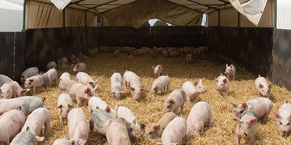 Big reduction in carbon footprint of pig farms