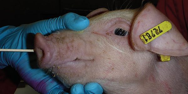 Interactive map helps track swine flu spread across Europe