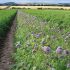 Wildflowers could help control aphid-borne viruses in potatoes