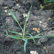 Troublesome wild oats return to spring crops