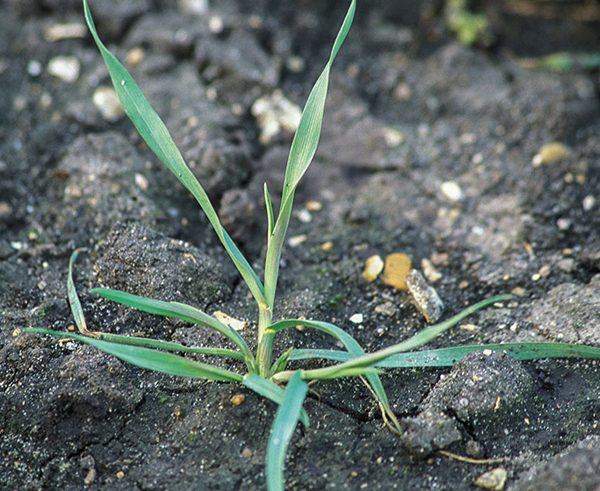 Troublesome wild oats return to spring crops