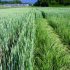 Wanted: call for help to prevent ‘new blackgrass’