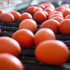 Study identifies genomic pathway could produce heavier eggs
