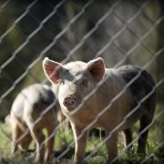 Elanco offers free E.coli tests on piglets