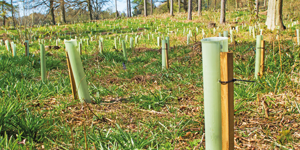 Woodland Trust to end plastic tree guard use