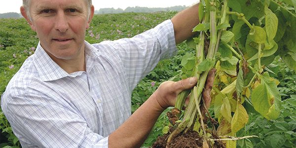 Straightforward harvest for seed potatoes