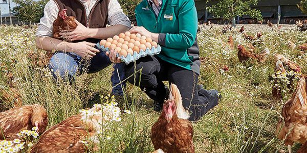 Morrisons helps egg producers create biodiverse farmland
