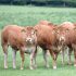 Treat livestock now for flies to prevent population explosion