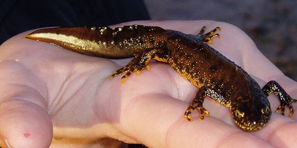Landowners earn money from building ponds for newts