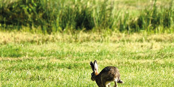Operation Galileo sees police combat hare coursing gangs
