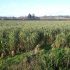 Miscanthus key to farmer’s net zero ambitions