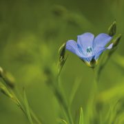 Biological seed treatment on linseed approved