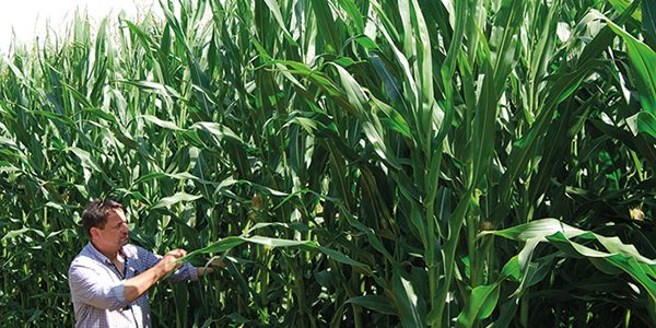 Impressive results for late maturing maize