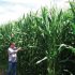 Impressive results for late maturing maize
