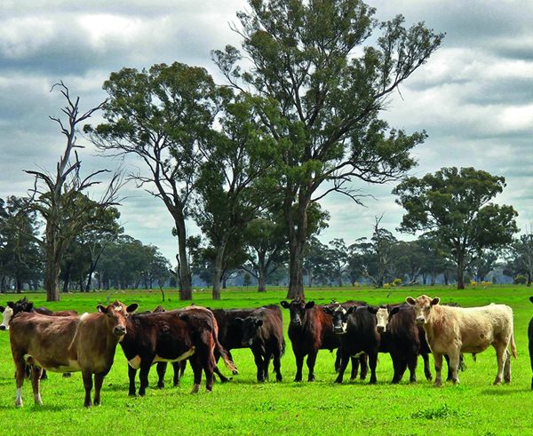 Australia free trade deal is ‘bad for beef’