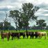 Australia free trade deal is ‘bad for beef’