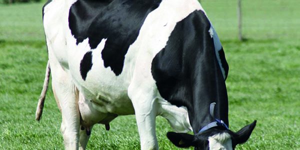 Major study identifies key disease priorities in livestock