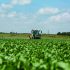 Get the most from sugar beet crop