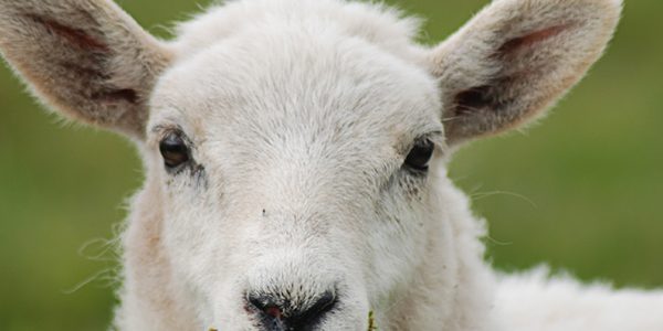 National Sheep Association launch Register of Sheep Advisers
