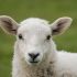 NSA launch Register of Sheep Advisers