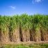 Industry first: Miscanthus proved a carbon sink in study
