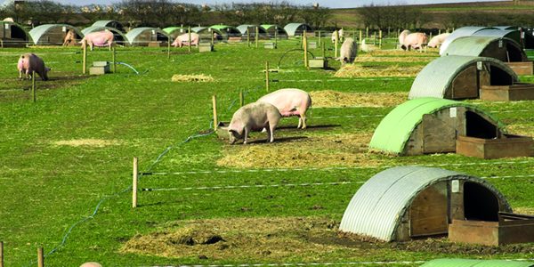 Pig industry posts further reductions in antibiotics