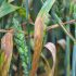 ‘Boom and bust’ warning over septoria resistance
