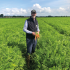Maintain disease vigilance to point of carrot harvest