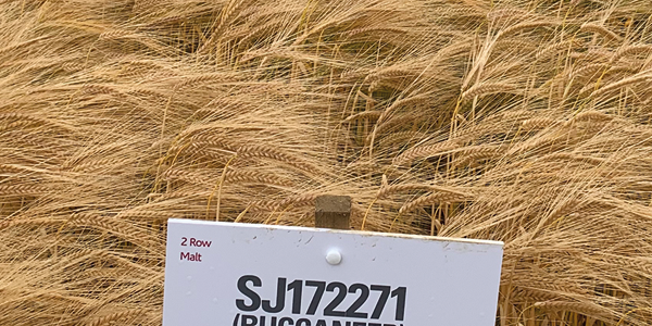New varieties deliver bigger crop yields