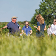 Blackgrass-beating wheat rotations can be profitable, suggests study