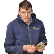 Varied drilling dates could increase disease risks