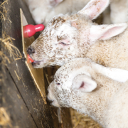 Every lamb will count this spring