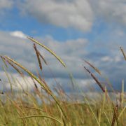 Trials shine spotlight on early weed control