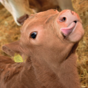 Extra trace elements help calf and cow performance