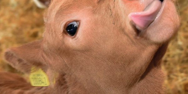 Extra trace elements help calf and cow performance