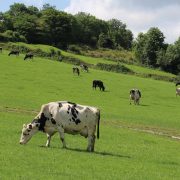 Protect herds from spring butterfat depression