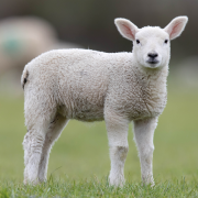 Good hygiene can cut lambing shed mortalities