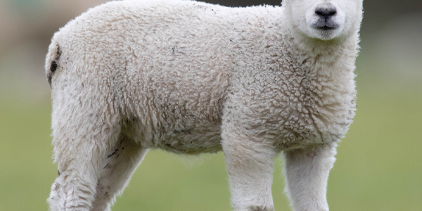 Good hygiene can cut lambing shed mortalities