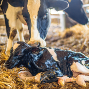 Clostridial vaccine shortage warning