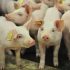 Push ahead urgently with review of pork sector, Defra warned