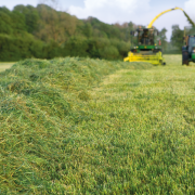 Why livestock producers should rethink grass types