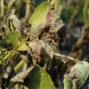 Plan blight control to reduce resistance risk