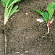 Second year of success for beet nematicide